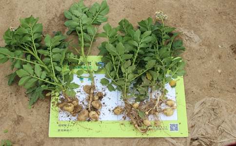 鉬肥營養(yǎng)功能？