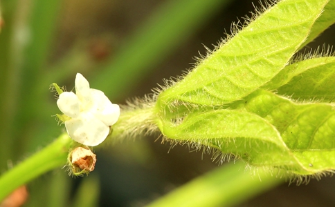 作物缺鋅的癥狀？